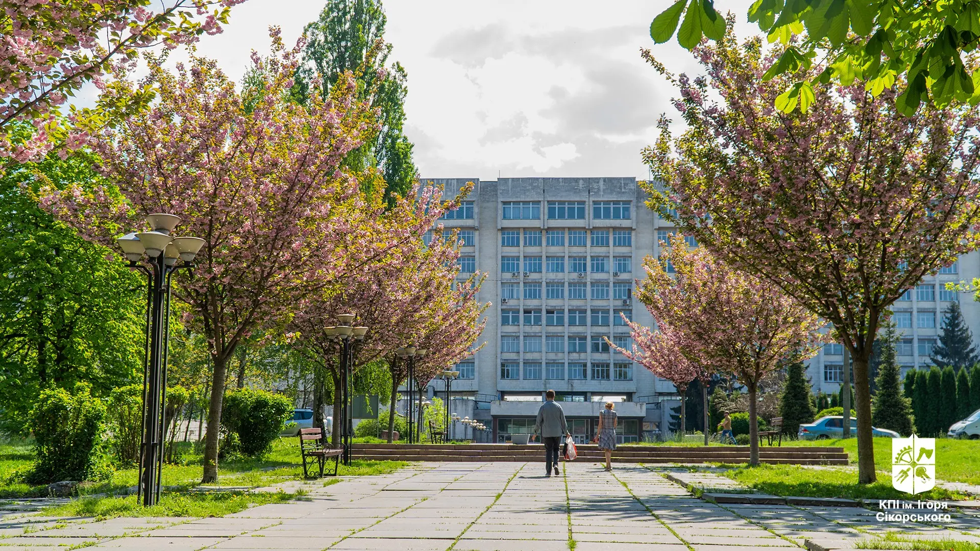 Весна у розквіті: у КПІ зацвіли сакури — де і коли встигнути побачити - 1