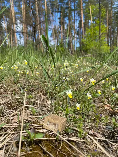 У Святошинському лісі Києва розклали вакцину для диких тварин: як це працює і навіщо це потрібно - 1