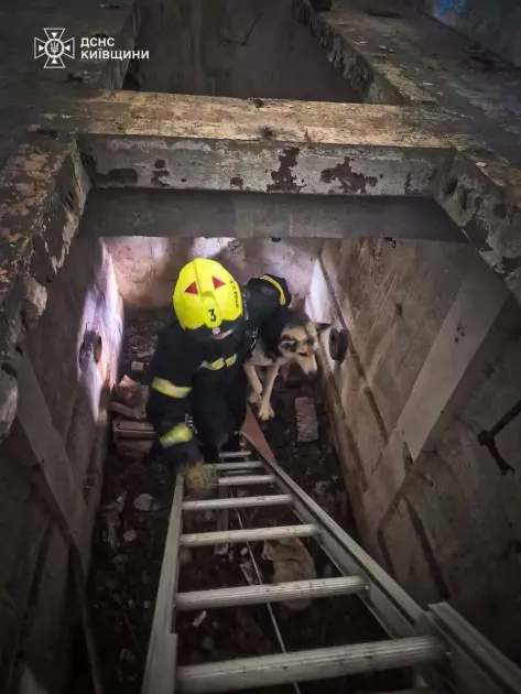На Київщині врятували собак із закинутого водогону: як проходила операція - 2