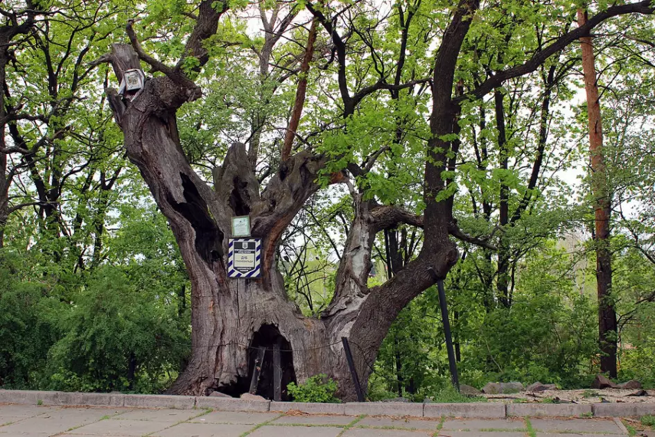 Пережили імперії: топ-10 дерев Києва, які бачили більше за нас - 1