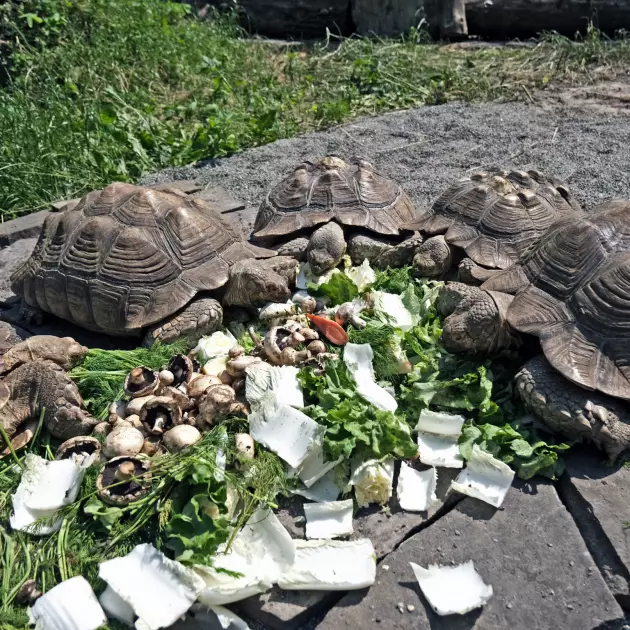 У Київському зоопарку з’явились нові фазенди для шпороносних черепах: як тварини живуть після порятунку - 1