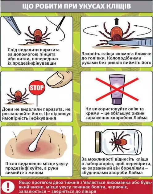 Кліщі атакують: у Києві зростає кількість хворих на хворобу Лайма - 1
