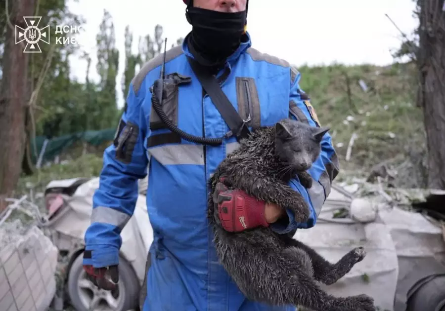 У Києві після ракетної атаки врятували десятки домашніх тварин - 1