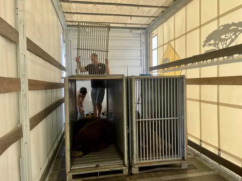 З ресторану та цирку до свободи: ведмеді Михасик і Любочка вирушили до Німеччини - 2