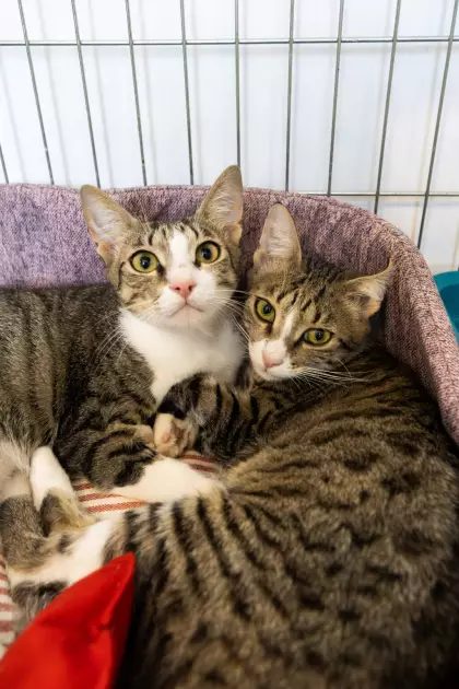 Фестиваль AdoptMe Days святкує другий рік: шукаємо дім для котиків і песиків - 3