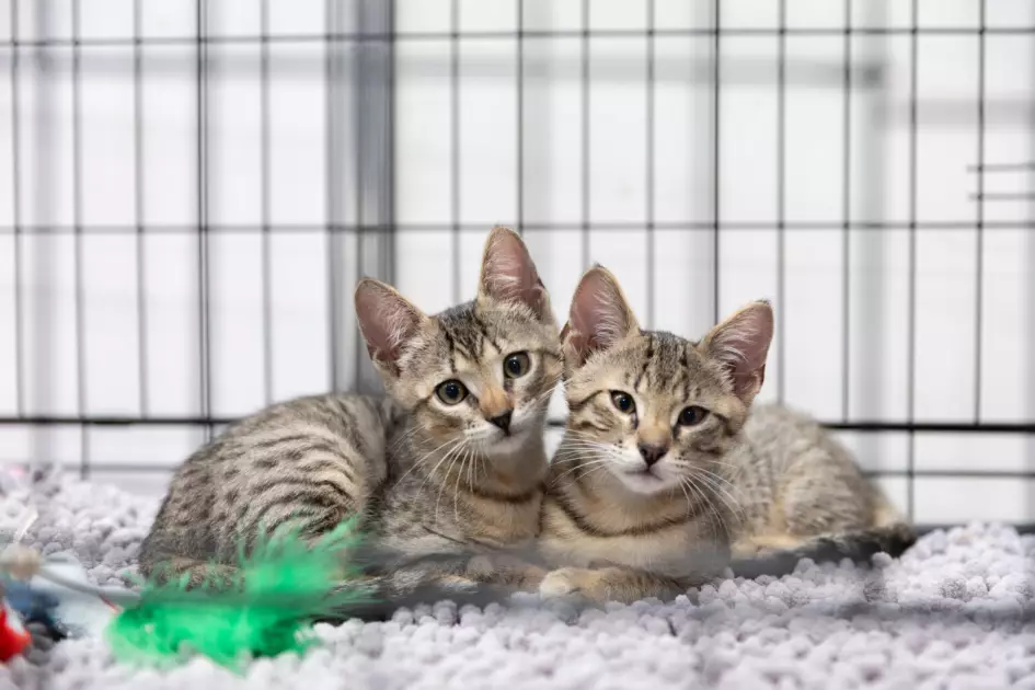 Фестиваль AdoptMe Days святкує другий рік: шукаємо дім для котиків і песиків - 2