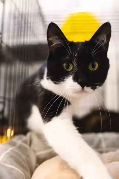 Фестиваль AdoptMe Days святкує другий рік: шукаємо дім для котиків і песиків - 1