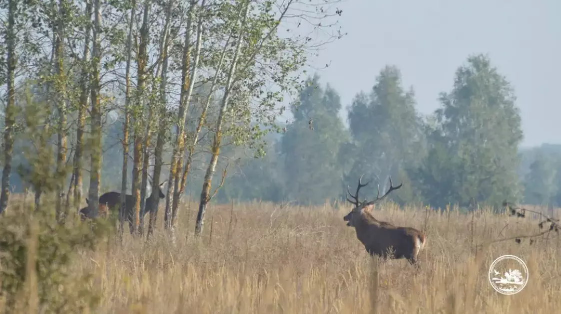 На Київщині розпочався “шлюбний сезон” оленів: водіїв попередили про небезпеку на дорогах - 2