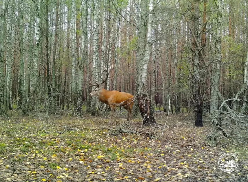 На Київщині розпочався “шлюбний сезон” оленів: водіїв попередили про небезпеку на дорогах - 1