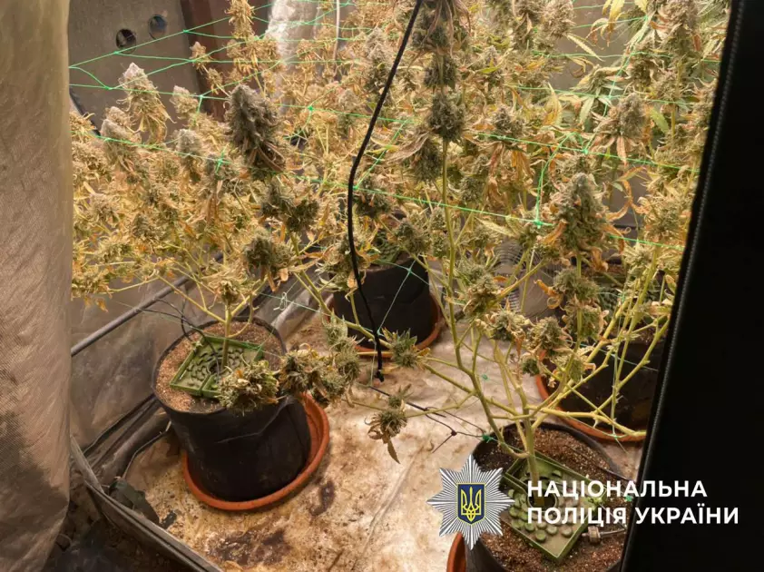 Пів мільйона щомісяця на наркотиках: у столиці затримали двох організаторів наркобізнесу - 2