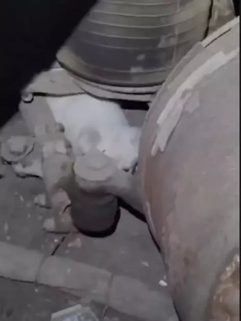 У Києві волонтери витягли цуценят із занедбаної системи водовідведення - 2