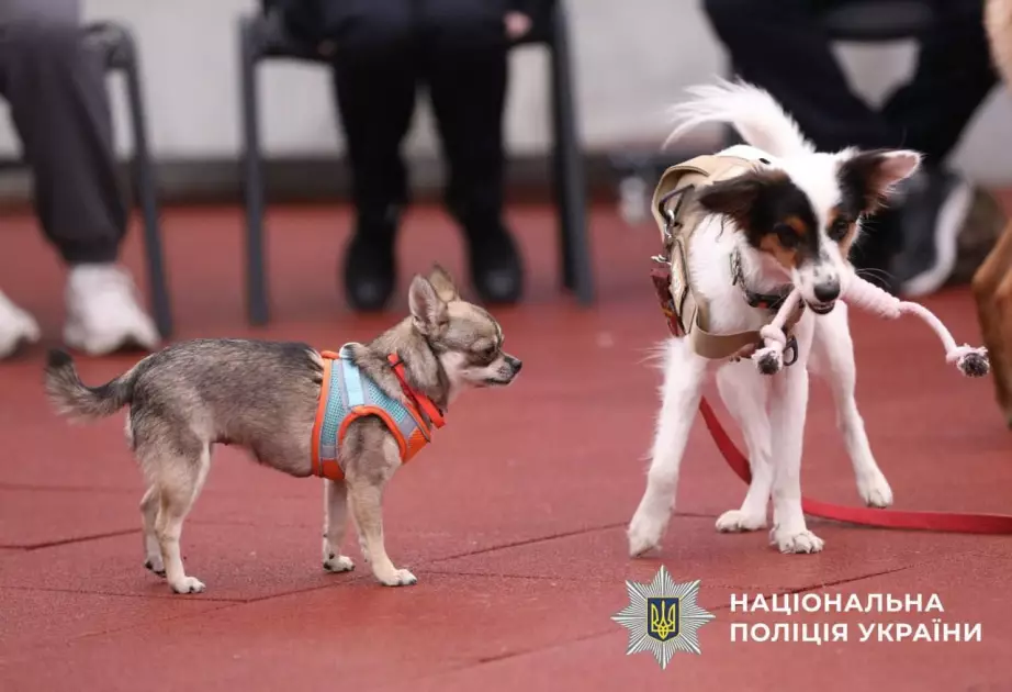 Чотирилапі друзі допомагають воїнам відновити психологічну рівновагу - 2
