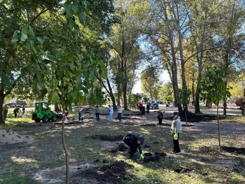 На Долобецькому острові висадили 44 катальпи: нова зелена алея для киян - 2