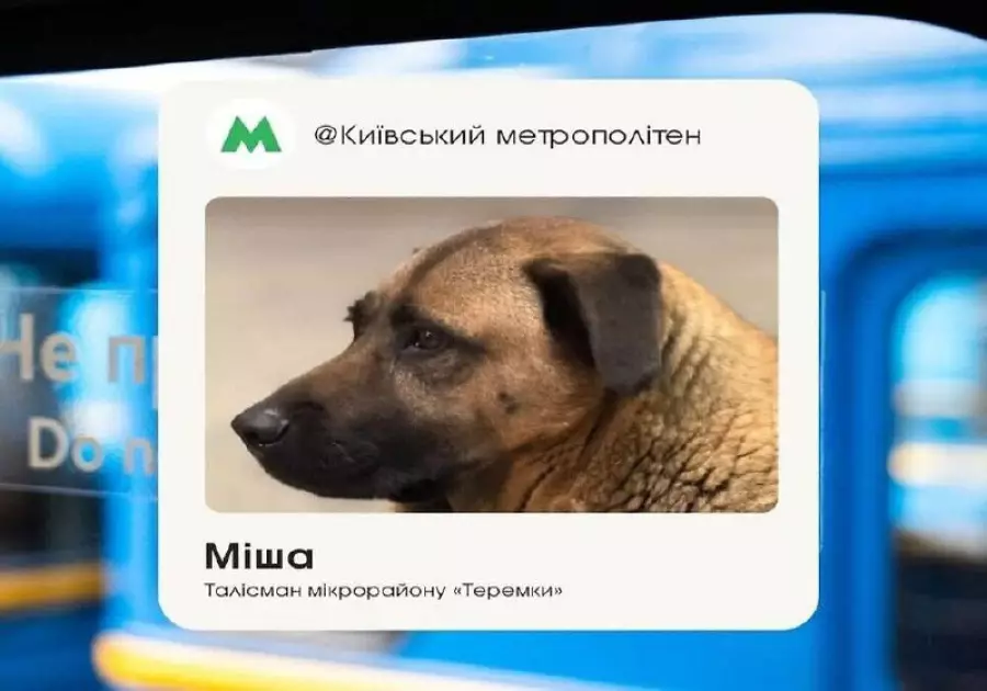 Пес Міша з Теремків зустрів свою «маму» після довгої розлуки і знову почав їсти - 4