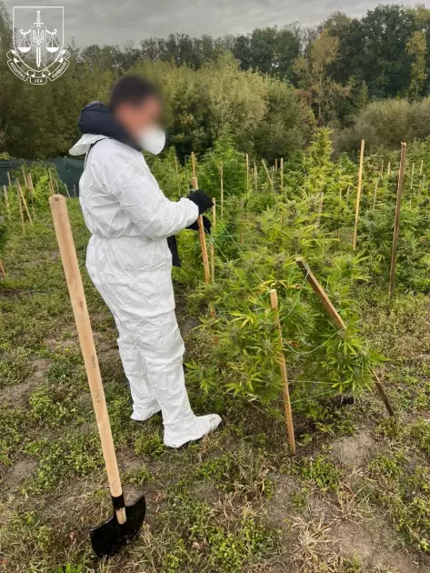 Наркобізнес на Київщині: 400 рослин коноплі та 60 кг канабісу конфісковано - 1