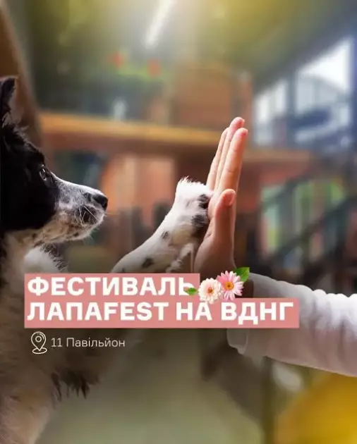 У Києві відбудеться ЛапаFest на підтримку врятованих тварин - 1