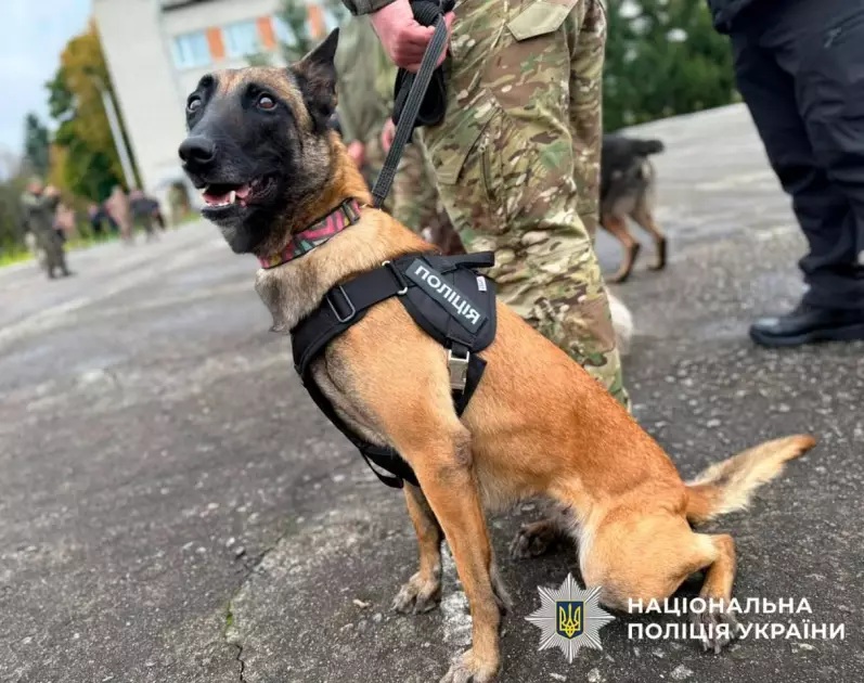 Вівчарка поліції Києва Чейз стала однією з найкращих службових собак України - 2