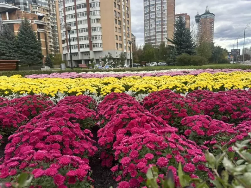 Осіння казка в центрі столиці: на площі Лесі Українки розквітли хризантеми - 5
