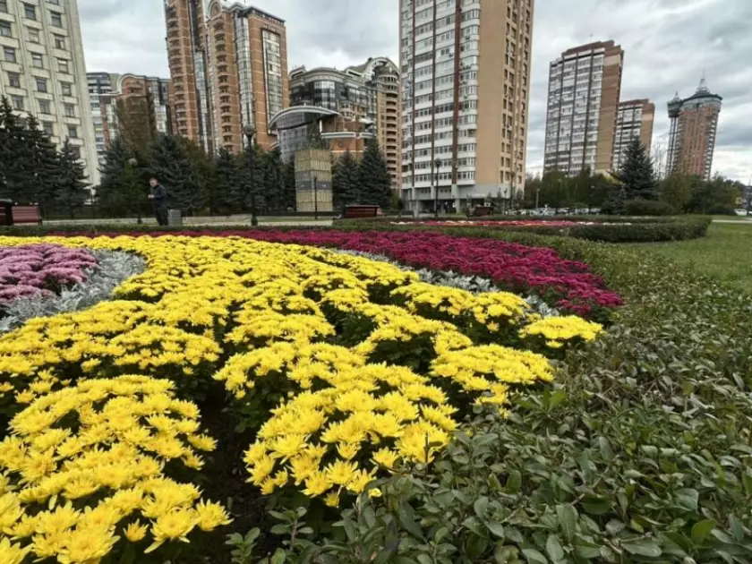 Осіння казка в центрі столиці: на площі Лесі Українки розквітли хризантеми - 3