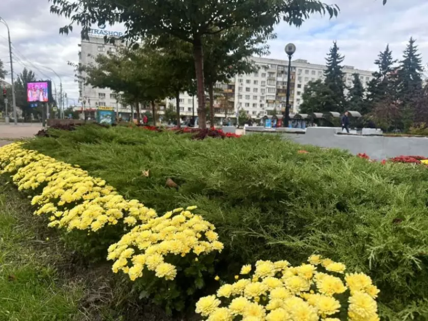 Осіння казка в центрі столиці: на площі Лесі Українки розквітли хризантеми - 2