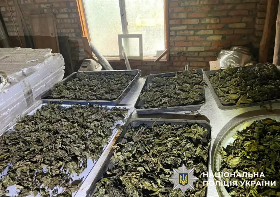 Поліція затримала мешканця Білоцерківського району, який вирощував 120 кг канабісу на подвір’ї - 2