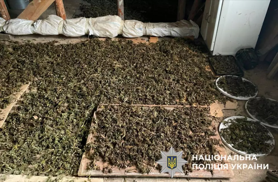 Поліція затримала мешканця Білоцерківського району, який вирощував 120 кг канабісу на подвір’ї - 3