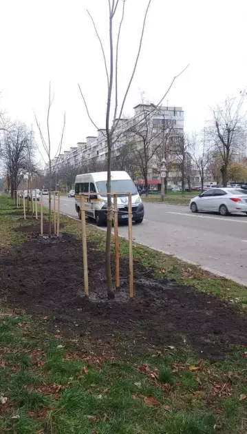 У Києві триває осіння висадка дерев: нові клени з’явилися в Деснянському районі - 1
