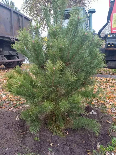 Дніпровський район став зеленішим: у столичних парках висадили 48 молодих сосен - 2