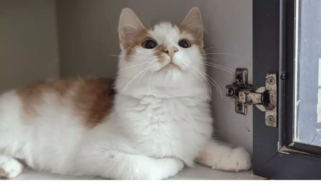 На ВДНГ проведуть фестиваль AdoptMe Days: дім шукатимуть тваринам із понад 40 притулків - 1