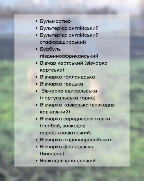 У Києві перевірять собак небезпечних порід: власників запрошують на обов’язкове тестування - 2