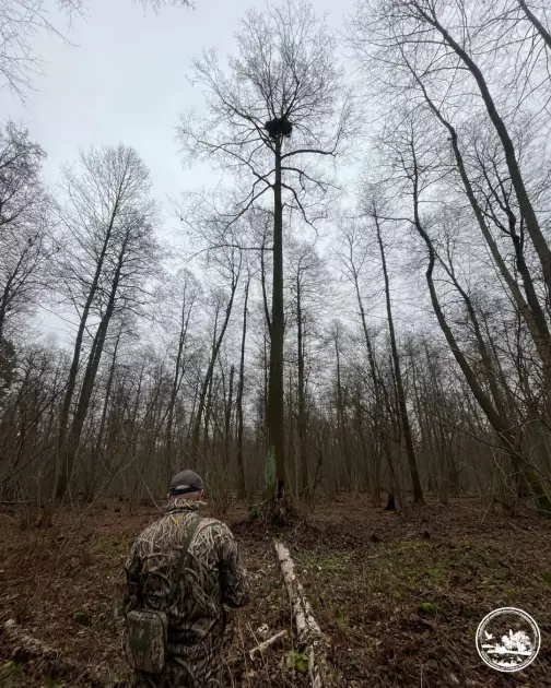 . Найбільший хижий птах України розширює популяцію в Чорнобильській зоні - 2