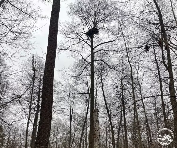 . Найбільший хижий птах України розширює популяцію в Чорнобильській зоні - 1