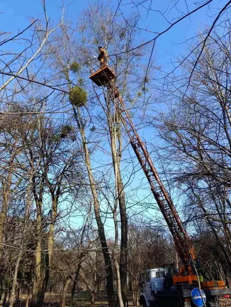 Столичні парки без паразитів: як у Києві борються з омелою - 1