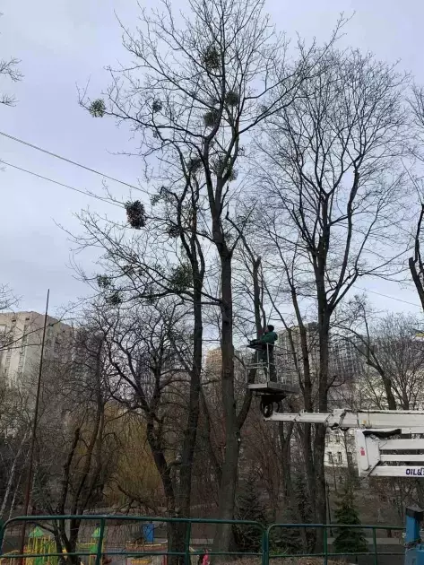 Столичні парки без паразитів: як у Києві борються з омелою - 2