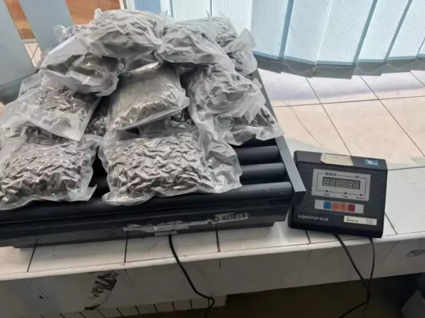 Вівчарка Нора знайшла канабіс у посилці з фруктами на Київщині - 2