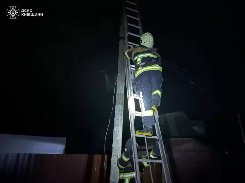 Пухнастий "верхолаз": на Київщині рятувальники зняли кота зі стовпа - 2