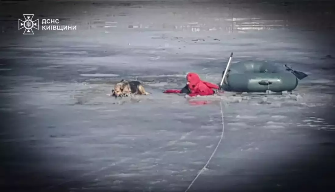 У Білій Церкві рятувальники витягли собаку з крижаної пастки - 1