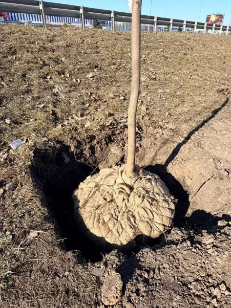 Велику Кільцеву дорогу в Києві озеленюють: висаджують клени та липи - 2