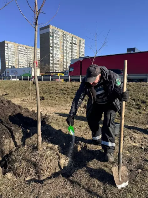 Велику Кільцеву дорогу в Києві озеленюють: висаджують клени та липи - 1