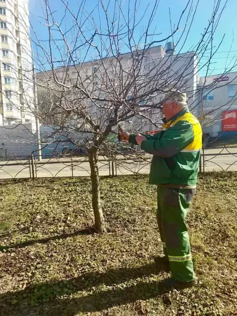 Київ готують до весняного озеленення: у парках формують дерева у вигляді парасольок - 2