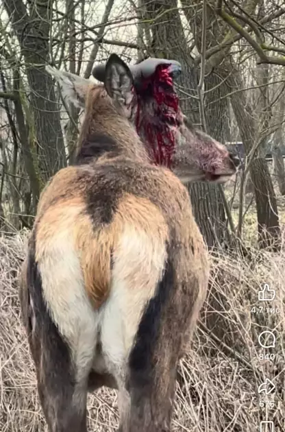 Травмований олень Борис залишився у лісі: операцію скасували, доля тварини під питанням - 3