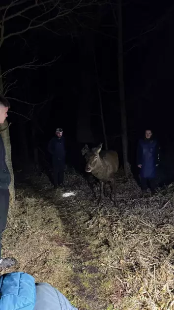 Травмований олень Борис залишився у лісі: операцію скасували, доля тварини під питанням - 2