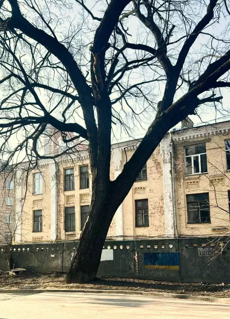 300-річний «Дуб Миколи Пимоненка» на Печерську став ботанічною пам’яткою - 1
