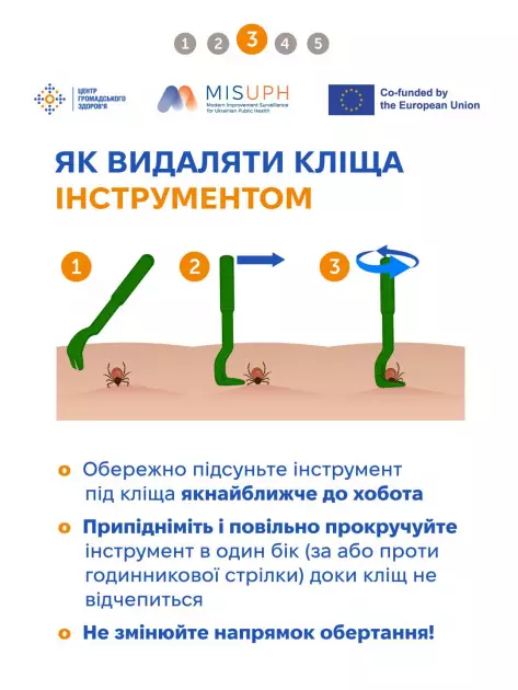 Весняна небезпека в парках: як уберегтися від кліщів у Києві - 1