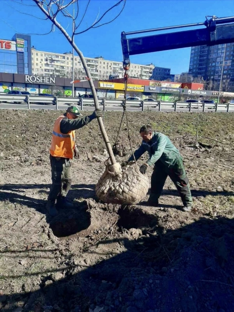 У Голосіївському районі висадили понад сотню молодих кленів у рамках весняної кампанії - 3