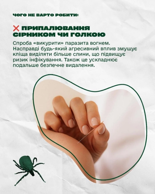 Укус кліща: чого не можна робити і як діяти безпечно — поради київських фахівців - 6