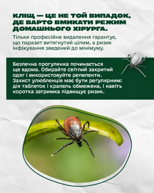 Укус кліща: чого не можна робити і як діяти безпечно — поради київських фахівців - 2