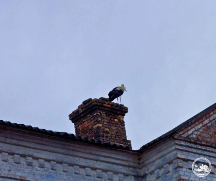 У Чорнобилі знову з’явилися лелеки: знак відновлення природи - 1