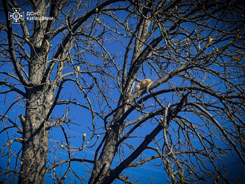 На Київщині рятувальники двічі за день визволяли котів із небезпечних пасток - 2