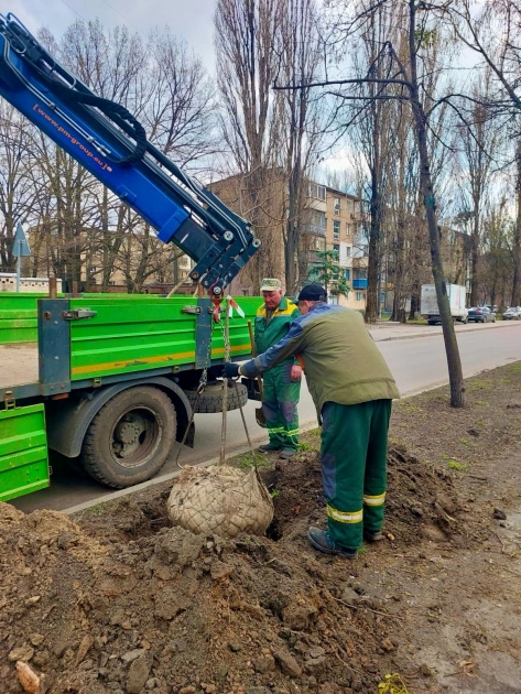 У Солом’янському районі висадили майже 60 лип: як змінюється зелена карта Києва - 3